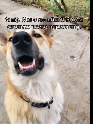 A post by @funny_roxy_dog on TikTok caption: Маш, как ты меня не убила ещё ХАХАХАХ