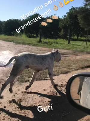 A post by @gastonrubio21 on TikTok caption: #losguricitosdogoarg #dogoargentino #dog #cazaconperros #cazaconjauria #entrerios #huntingtiktok #caza