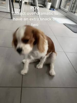 A post by @mr.bobcavalier on TikTok caption: #dogsoftiktokviral #puppy #kingcharlesspaniel #animals #dog #cavalier