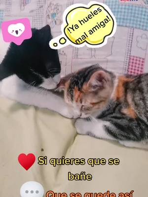 A post by @tambien_gatito_kawaii on TikTok caption: #gato #kitty #pelusa #susi #baño #amigas