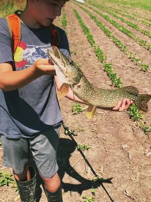 A post by @rowanbefishin on TikTok caption: I always catch pike put of ponds😂. Thanks @espenketelhut11 for being the camera man😁 this fish smashed the chartreuse spinner bait #fishing #pikefishing #fyp #wisconsin #northernpike #spinnerbait #bassfishing