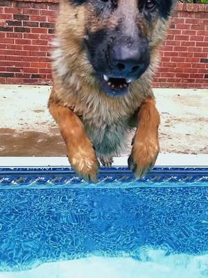 A post by @hans_nikolaus on TikTok caption: Just a good boy livin’ his best life! #germanshepherd #gsd #dogsoftiktok #PetsOfTikTok #dogs #pool #foryou #fyp #animals