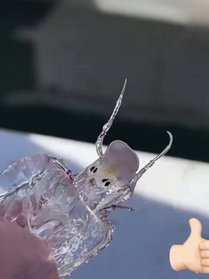 A post by @minking on TikTok caption: A very strange creature. Is that an alien?