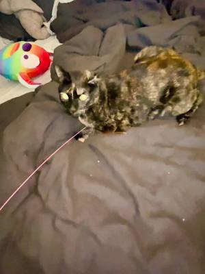 A post by @squidd.inkk on TikTok caption: #kitten #playtime #dejah #stitch #squishmallow #bed #catlover ##