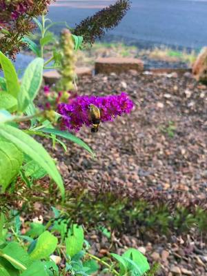 A post by @ninthliferustic on TikTok caption: Hummingbird moth #nature #hummingbirdmoth #ozarks #arkansas #flowers