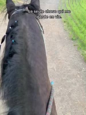 A post by @_fuck_.you_4 on TikTok caption: Se poney<3