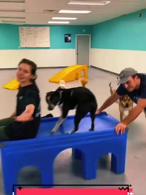 A post by @the_sandy_paws on TikTok caption: Magic play structure ride in daycare. #dogdaycare #dogdaycaresoftiktok #doggydaycare #disneysongs #awholenewworld #aladdin