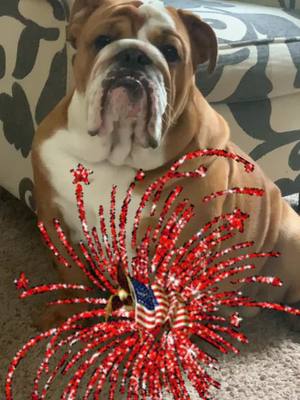 A post by @sirrolo on TikTok caption: #fyp #4thofjuly #fireworks #bulldog #pet #enjoy #family @hi.this.is.tatum