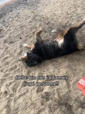 A post by @bella..chien_ on TikTok caption: 🙄🙄🙄 || merciii a la grande grande soeur de Bella pour ce tiktok!! || #fyp #fypシ #foryoupage #viral #viraltiktok #pourtoii #humor #bernesemountaindog #bouvierbernois #bella_chien