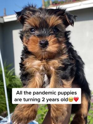 A post by @lucaswucass on TikTok caption: Times flies when your with your bestfren🐶❤️ #yorkiemom #yorkiesoftiktok #yorkielover #puppiesoftiktok #pandemicpuppy #yorkiepuppy