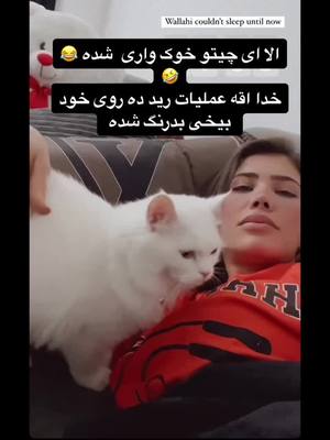 A post by @ishtekhashod on TikTok caption: 😂😂🤣#هزاره_پشتو_ازبک_افغان_هم_وطن #افغانستان🇦🇫 #afghan_tiktok #افغان #afghantiktok #هراتی_تیک_تاک #foryoupage #خنده_دار #afghanboy #hazara #افغان