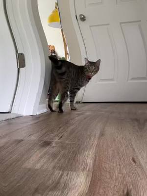 A post by @bean.lenny on TikTok caption: Hopping aboard this trend #cat