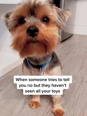 A post by @lucaswucass on TikTok caption: These are just the living room toys🐶 #yorkiesoftiktok #yorkiemom #yorkielover #dogs