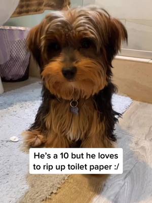 A post by @lucaswucass on TikTok caption: Bathroom doors stay closed!! 🐶😂❤️ #yorkiesoftiktok #yorkiemom #yorkielover #yorkie