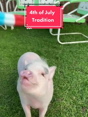 A post by @poshlittleoinklets on TikTok caption: Ollie and Ruby enjoying their bomb pop at age 1 and age 2. #pandemicpet  #minipig #4thofjuly