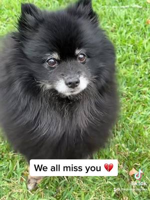 A post by @thepompompack on TikTok caption: RIP Bailey Boo.. it wont be the same ever without you, my little buddy of almost 12 yrs💔 #PetsOfTikTok #sad #bestfriend #dog