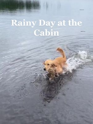 A post by @goldiegal.cal on TikTok caption: A rainy day in the life at the cabin… #dayinthelife #dogdayinthelife #goldenretriever #goldenpuppy #goldenretrieverpuppy #goldenretrieverlife #funnypup #lakelife #cabinlife