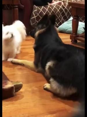 A post by @hans_nikolaus on TikTok caption: 🔥🤭 #thickfinewoman #shebad #germanshepherd #gsd #dogsoftiktok #PetsOfTikTok #dogs #dogtok #furbaby #trend #foryou #viral #fyp