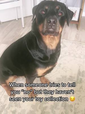 A post by @goliaththerottweiler on TikTok caption: No is not in my vocabulary 🤪🐶 #rottweiler #rottweilersoftiktok #rottiesoftiktok #rottie #rottiesoftiktok #dogsoftiktok  #dog #fyp #fypシ #viral #viral_video #dogmom #dogsoftiktokviral #rottweil