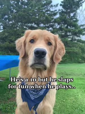 A post by @daisy_n_beau on TikTok caption: Thats a tough one.. still a 10?? || #fyp #foryou #goldenretriever #goldenretrieverlife #aww #viral #daisyslife488