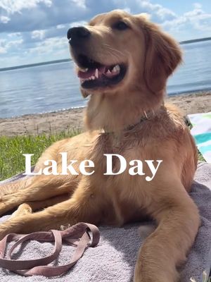 A post by @goldiegal.cal on TikTok caption: Fun at the Lake! ☀️ 🏖 #dogdayinthelife #dayinthelife #lakelife #beachvibes #goldenretrieverpuppy #goldenretrieverlife #dogsoftiktok