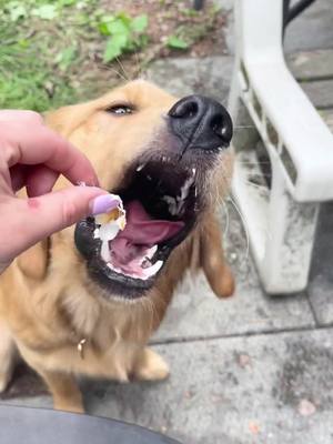 A post by @goldiegal.cal on TikTok caption: Callie’s first toasted marshmallow 🔥 #campfire #marshmallow #dogtreats #lakelife #summernights #dogsoftiktok #goldenretriever