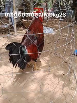 A post by @dy204t6793wp on TikTok caption: សួស្តីបងៗkg28 ហាប់ស្អាត់ណាស់មួយគ្រាប់នេះបងៗ 📲069732312 លក់80$