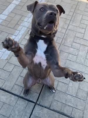 A post by @seanyandhazelnut on TikTok caption: Chef Sean makes a fine dinning dish for homeless dog “Wisbone” at the @Best Friends Link in bio for Best Friends Animal Society, to adopt Wishbone and other amazing dogs! #fyp #babypuppy #homelessdog #asmr #dog #