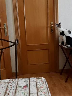 A post by @panavarm on TikTok caption: ¿Raúl? #gato #toxico #fyp #parati