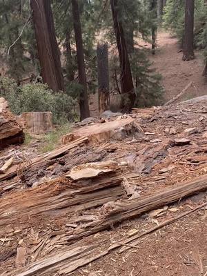 A post by @jacoreyfisher3 on TikTok caption: #giantforest #Hiking