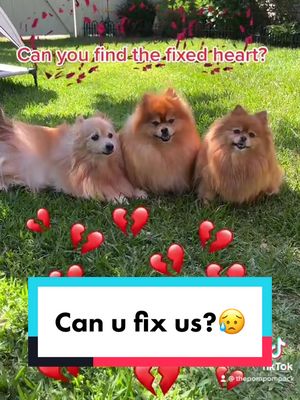 A post by @thepompompack on TikTok caption: Can you find one?😥 #pomeranian #saddog #doglover #fy