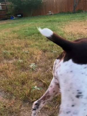 A post by @sagethegspdog on TikTok caption: #fyp #gsp #germanshorthairedpointer #gspoftheday #dogsofttiktok #dog #birddog #sagethegspdog #huntingdog