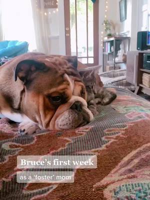 A post by @shug_and_bruce_bulldogs on TikTok caption: and he’s doing a heckin good job too #fypシ #catlover #dogsoftiktok