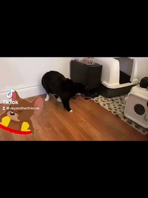 A post by @rescuedanimals on TikTok caption: Jerry vs Tom 😂 #sky #ratsoftiktok #catsoftiktok #cats #cat #rat #rats #catvsrat #funnyvideos #funnyanimals