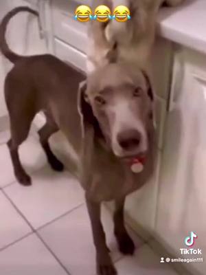 A post by @smileagain111 on TikTok caption: #animals #dog #funny #funnyvideo