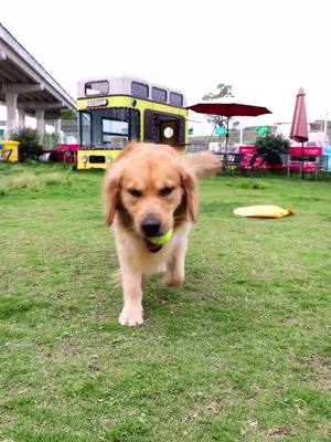 A post by @puppieslovetk on TikTok caption: My dog loves net ball so much#fyp #wag2me #wag2mepet #chillout #balllauncher #automaticballlauncher