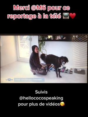 A post by @hello_cocospeaking on TikTok caption: Merci @M6 pour ce reportage 😘 Pour plus de videos —> hello_cocospeaking #coco #parler #chien #chiens #dog #pourtoi #foryou #m6 #Love #content #bordercollie #cute