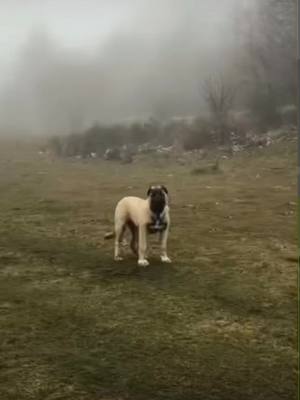 A post by @el_mateos1 on TikTok caption: #kangal #dog #3 #months #2022 #fypシ゚viral #video #tiktok