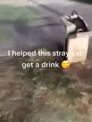 A post by @geek.stop on TikTok caption: I helped this stray cat get a drink#PrimeDayDreamDeals