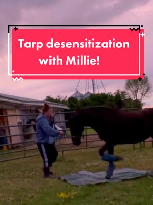 A post by @fourthtimesequestrian on TikTok caption: I’m creating a teammate, not building a mindless machine. #sillyfillymillie #horse #fyp #equestrian #horsetraining #horsemanship #horsetrainingtiktok #positivereinforcement