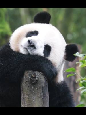 A post by @pandahomefra on TikTok caption: I've been a bit upset lately.