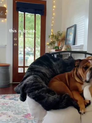 A post by @shug_and_bruce_bulldogs on TikTok caption: the story of mama bruce #PrimeDayDreamDeals #fypシ #foryoupage