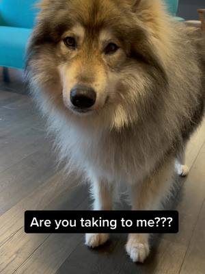 A post by @tkthefluff on TikTok caption: Are you talking to me??? #wolfdog #naid #taxidriver #areyoutalkingtome