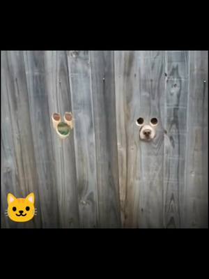 A post by @asffcca on TikTok caption: #funnydog #funny #dog #pet #dogsoftiktok