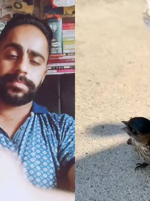 A post by @babbu5909 on TikTok caption: #duet with @the_birds_channel