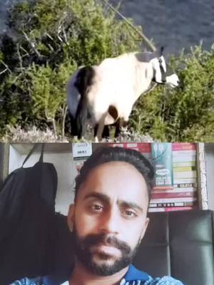 A post by @babbu5909 on TikTok caption: #duet with @love.animals69