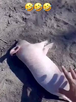 A post by @smileagain111 on TikTok caption: #animals #pig #funny #funnyvideo