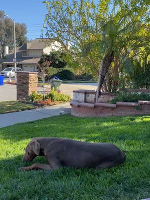 A post by @serenaas17 on TikTok caption: My handsome boy #doberman #fawn #male #dogsoftiktok