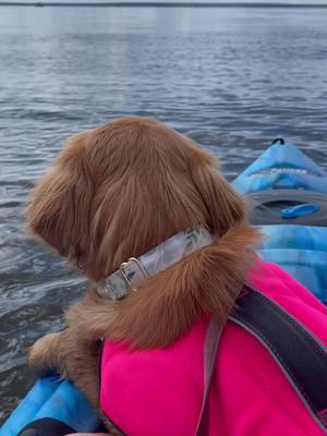 A post by @goldiegal.cal on TikTok caption: Beautiful day on the lake ☀️ #dogsoftiktok #goldenretriever #puppylove #waterdog