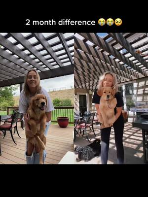 A post by @brookebud on TikTok caption: #duet with @brookebud HE’S SO BIG AHH #goldenretriever #puppy #fyp